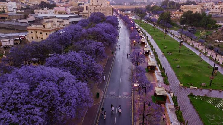حجز طيران من المدينة المنورة إلى ابها